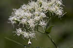 White snakeroot